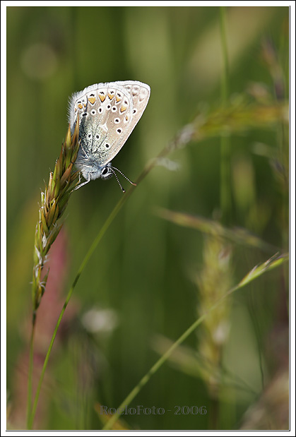 Natuurfotografie Vlinder