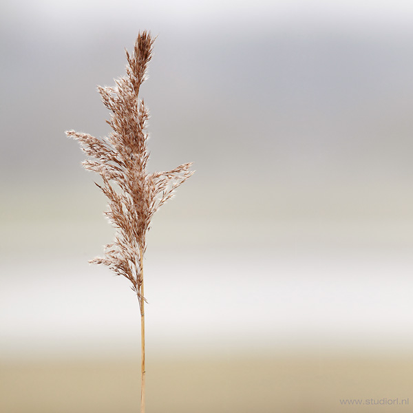 Natuur Aar